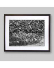 Cebras en migración, Parque Nacional Masai Mara, Kenia