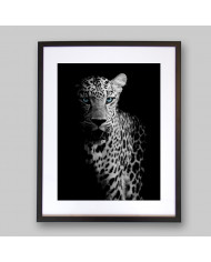 Retrato de un leopardo, Parque Nacional Chobe, Botswana