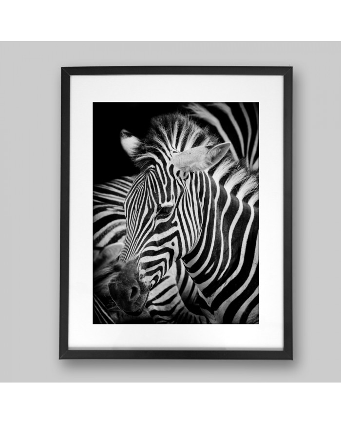 Retrato de una cebra, Parque Nacional Serengueti, Tanzania