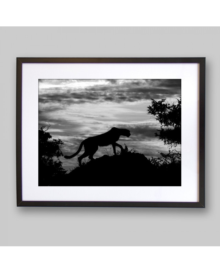 Leopardo al atardecer, Parque Nacional Chobe, Botswana