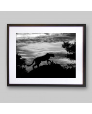 Leopardo al atardecer, Parque Nacional Chobe, Botswana