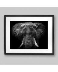 Retrato de un elefante, Parque Nacional Moremi, Botswana