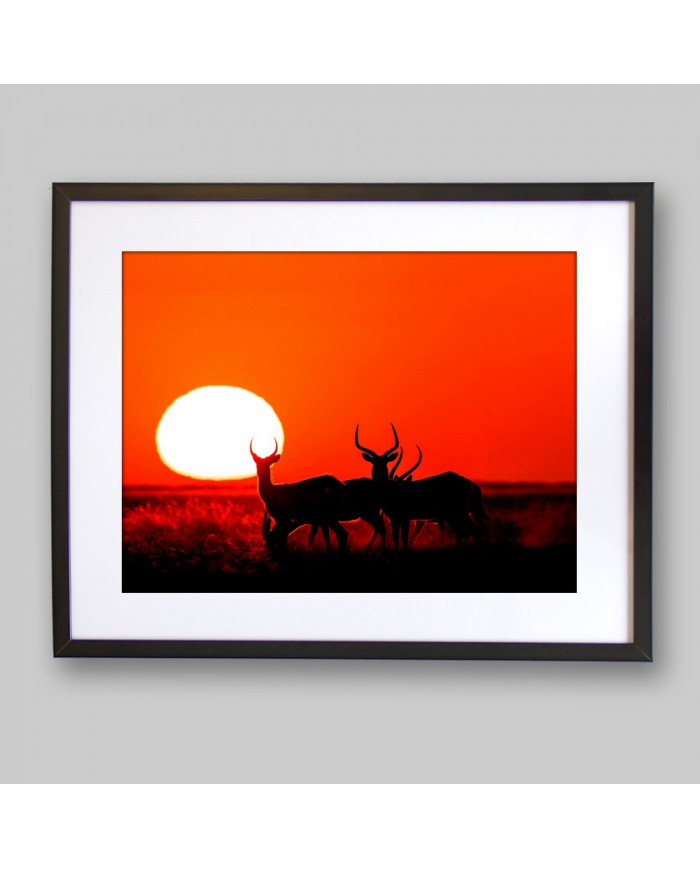 Antílopes,Parque Nacional Moremi,Botswana