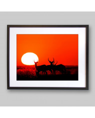 Antílopes,Parque Nacional Moremi,Botswana