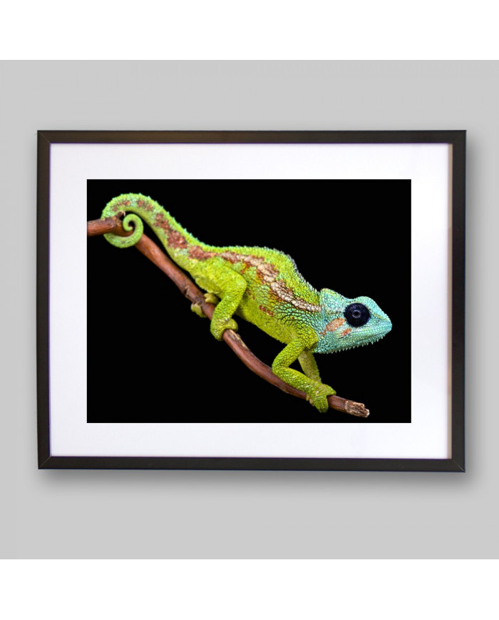 Camaleón, Mount Hanang