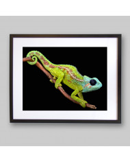 Camaleón, Mount Hanang