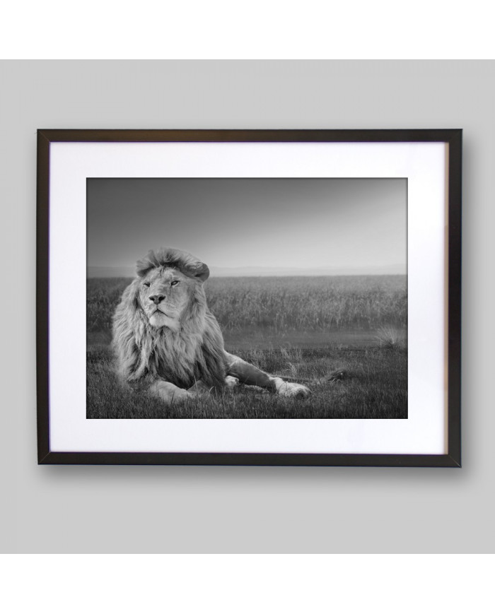 León en la sabana,Parque Nacional Masai Mara,Kenia