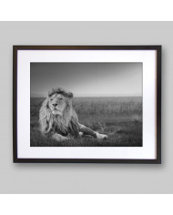 León en la sabana,Parque Nacional Masai Mara,Kenia