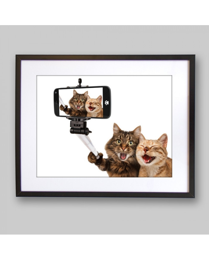 Selfie de gatos