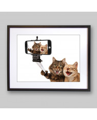 Selfie de gatos