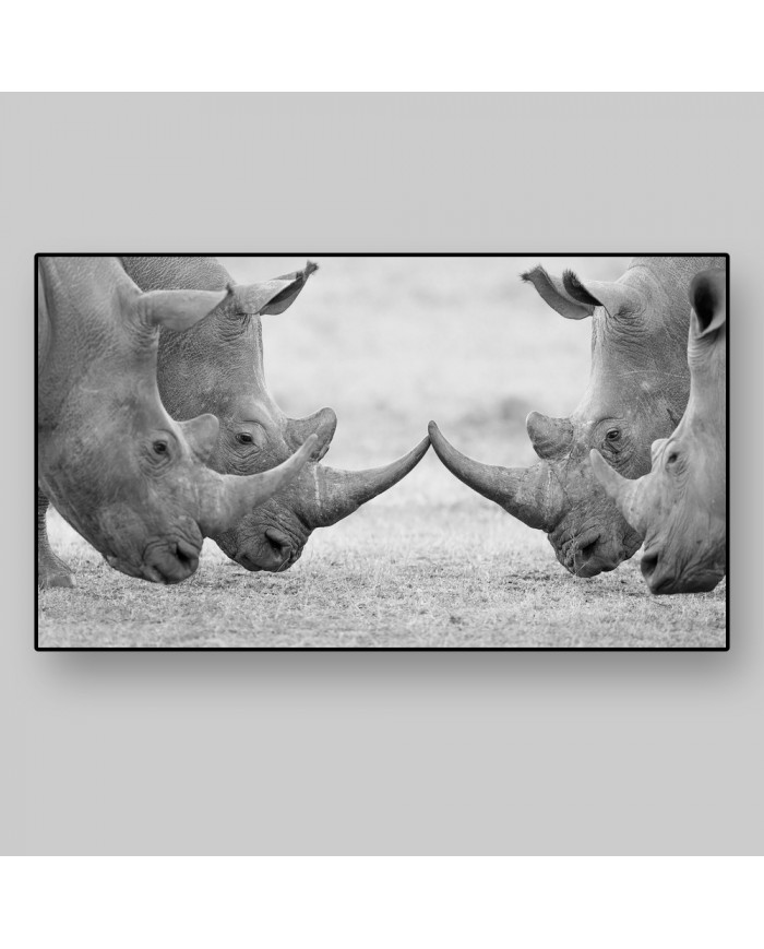 Rinocerontes blancos, parque nacional Kruger, SudÁfrica