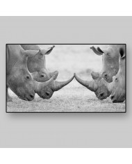 Rinocerontes blancos, parque nacional Kruger, SudÁfrica