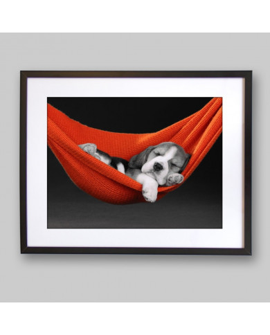 Beagle in a hammock