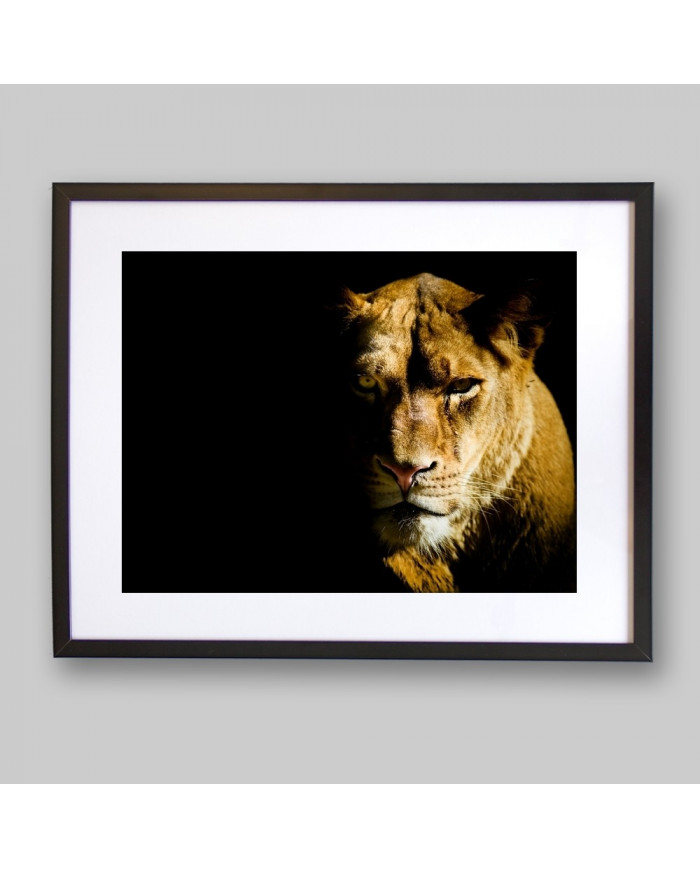 Leona, parque nacional Masai Mara, Kenia