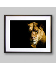 Leona, parque nacional Masai Mara, Kenia