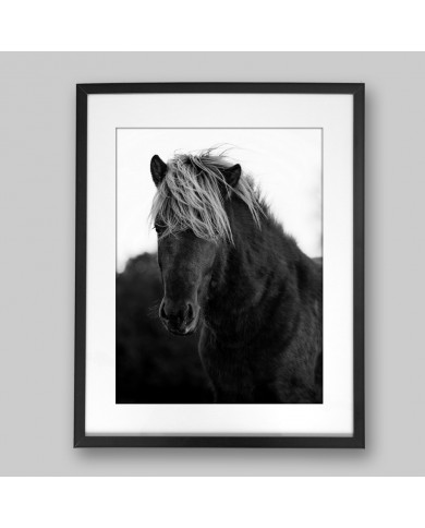 Caballo, Islandia Caballo, Islandia