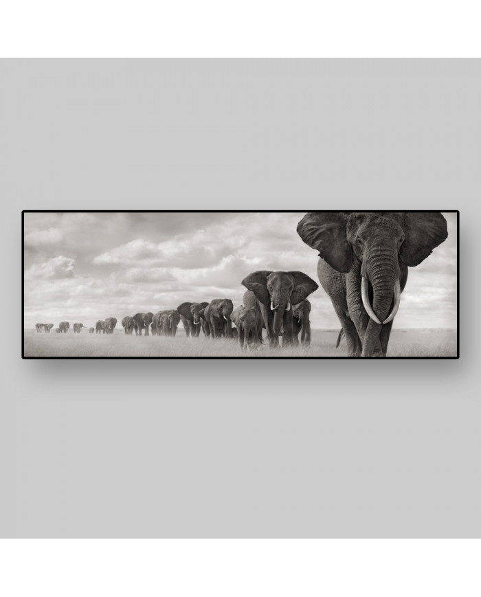 Columna de elefantes, Parque Nacional Moremi, Botswana