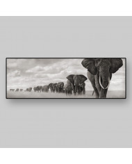 Columna de elefantes, Parque Nacional Moremi, Botswana