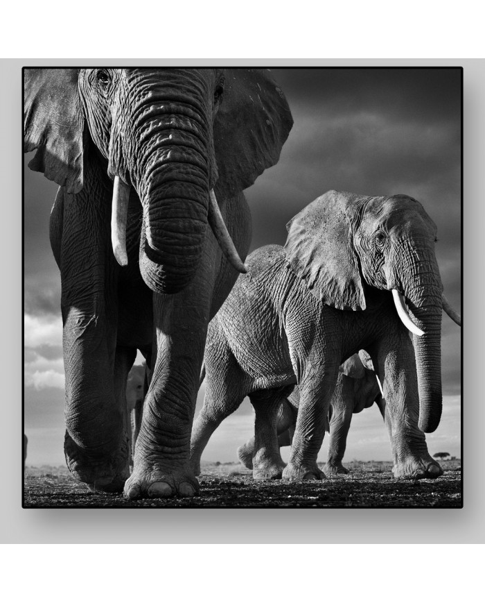 Elefantes, Parque Nacional Masai Mara, Tanzania