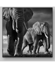 Elefantes, Parque Nacional Masai Mara, Tanzania