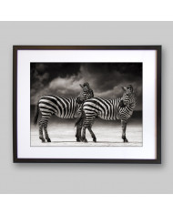 Cebras, Parque Nacional Serengueti, Tanzania