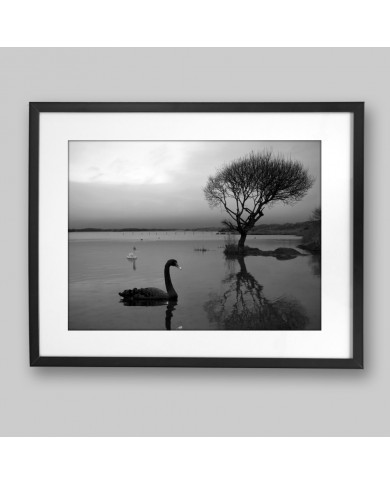 Cisne negro Cisne negro