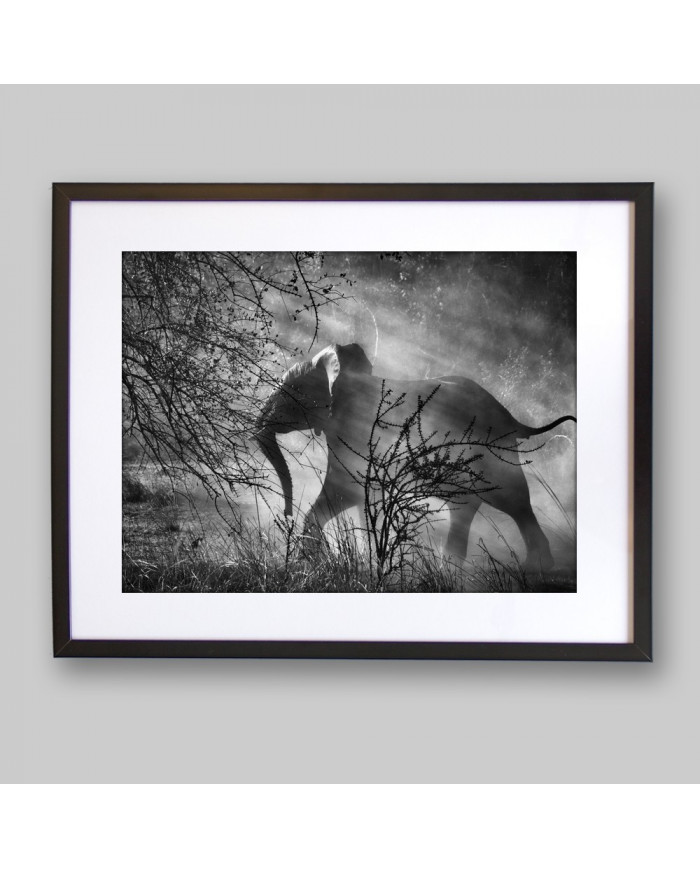 Elefante en el Kafue National Park, Zambia