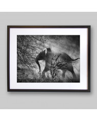 Elefante en el Kafue National Park, Zambia