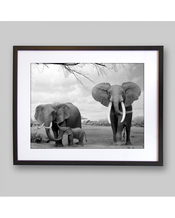 Elefantes con su cría, Parque Nacional Moremi, Botswana