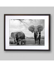 Elefantes con su cría, Parque Nacional Moremi, Botswana