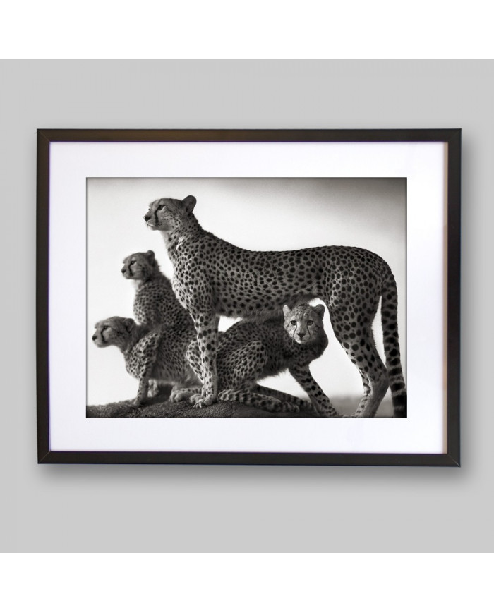 Familia de cheetas en el parque Masai Mara, Tanzania