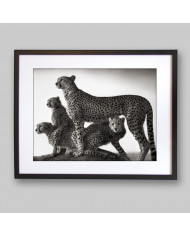 Familia de cheetas en el parque Masai Mara, Tanzania