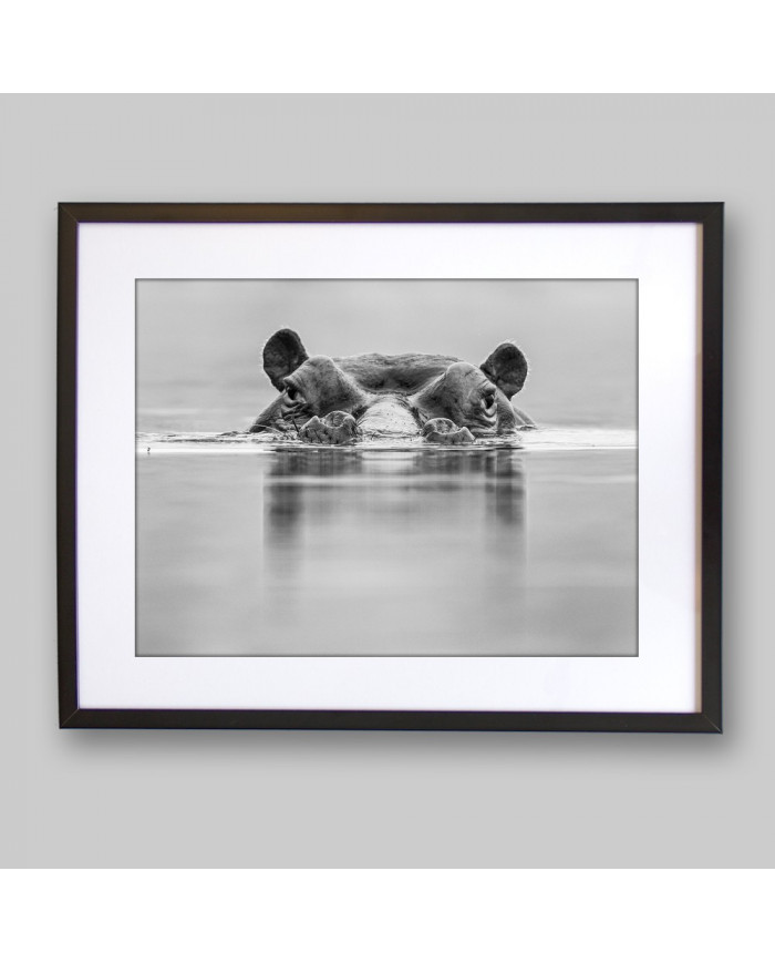 Hipopótamo, Parque Nacional Masai Mara, Tanzania