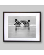 Hipopótamo, Parque Nacional Masai Mara, Tanzania