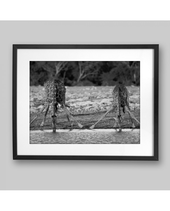 Jirafas bebiendo, Kruger National Park, Sudáfrica