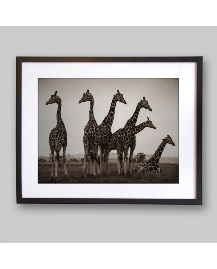 Jirafas en el Parque Nacional Kruger, SudÁfrica