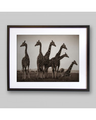 Jirafas en el Parque Nacional Kruger, SudÁfrica