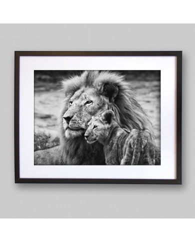 Lion et lionceau, Parc National Masai Mara,Tanzanie