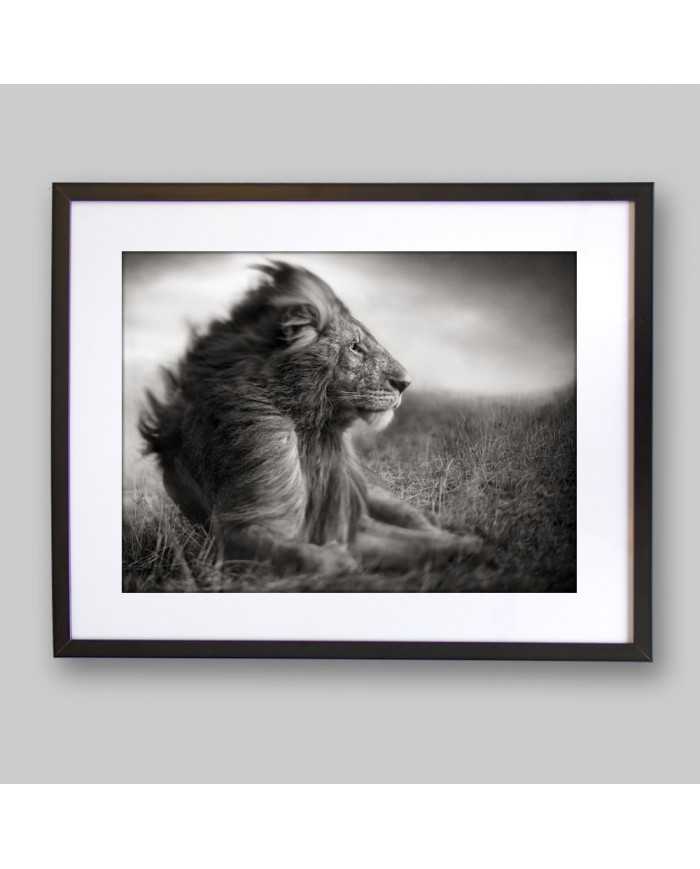 León, Parque Nacional Serengueti, Tanzania