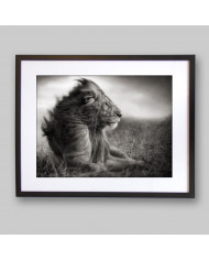 León, Parque Nacional Serengueti, Tanzania