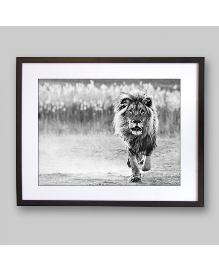 León, Parque Nacional Serengueti, Tanzania