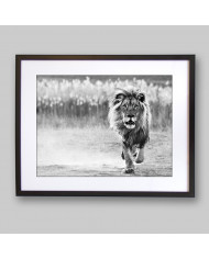 León, Parque Nacional Serengueti, Tanzania