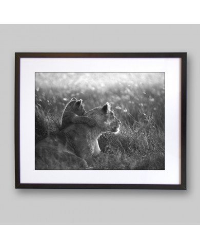Lionne et lionceau, Parc National Masai Mara, Tanzanie