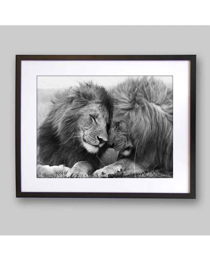 Leones, Parque Nacional Serengueti, Tanzania