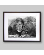 Leones, Parque Nacional Serengueti, Tanzania