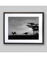Leopardo cazando, Parque Nacional Chobe, Botswana