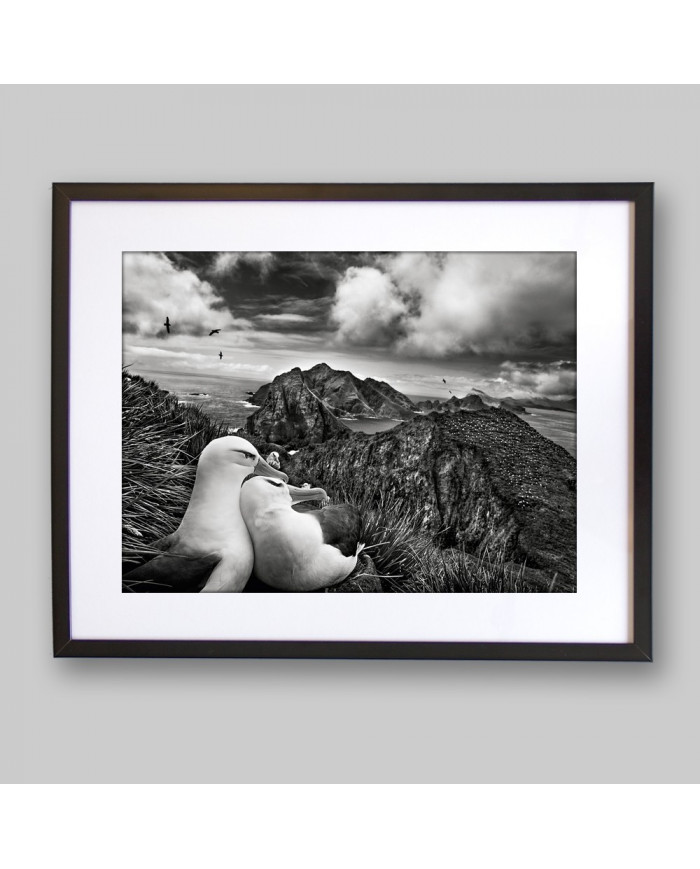 Libertad en los aires