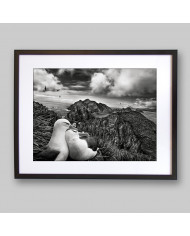 Libertad en los aires