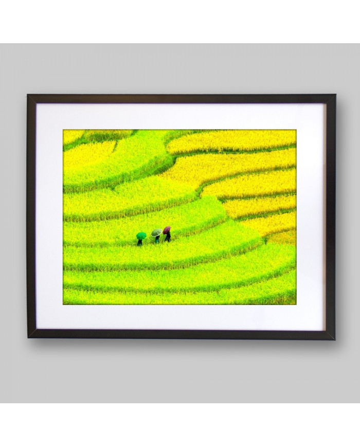 Prados cultivados, China