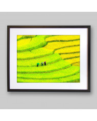 Prados cultivados, China